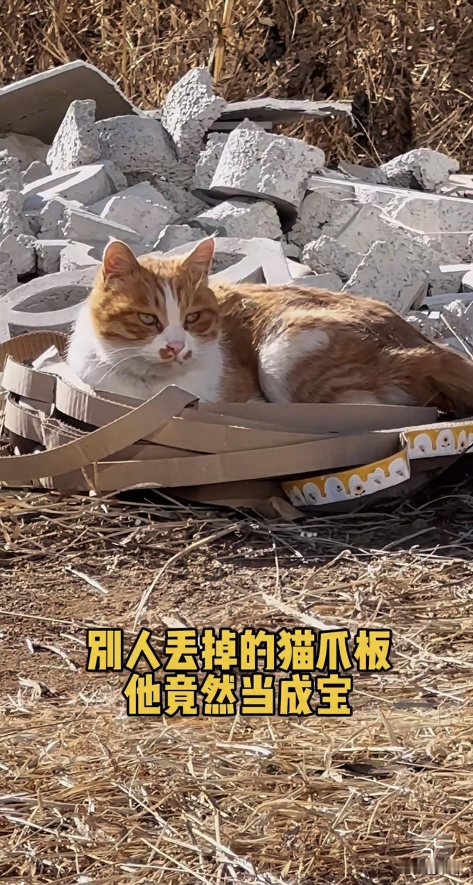 泪目了！一位善良的小姐姐收养了好多只流浪猫，这天她在一个废弃厂区看到了一只可怜的