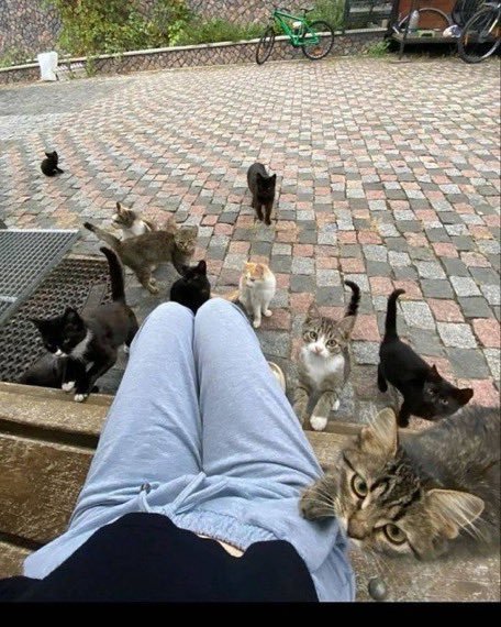 小猫:这就是人类吗？强势围观