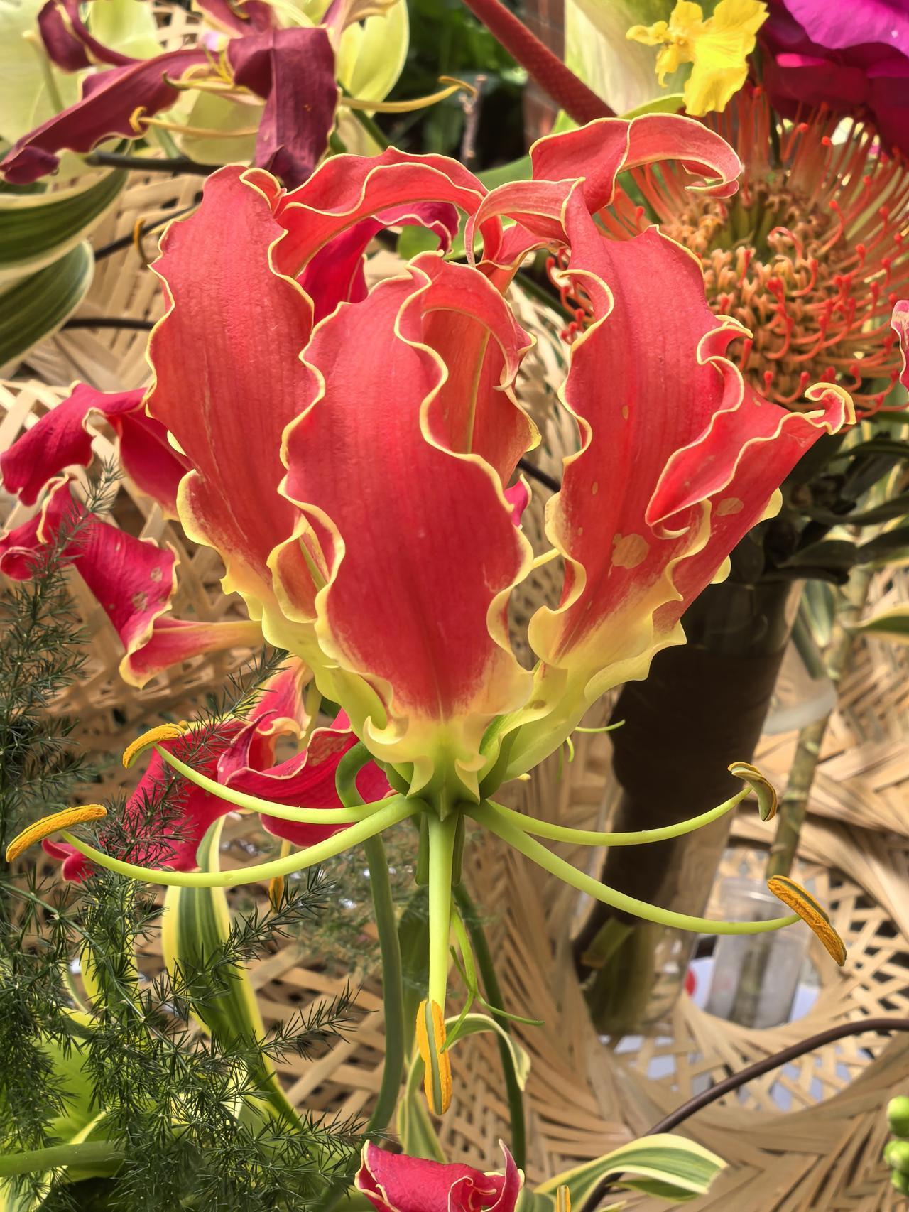 嘉兰百合，有“大女人之花”的美誉，为何是一种美丽的危险？它既非兰花，也不是百合