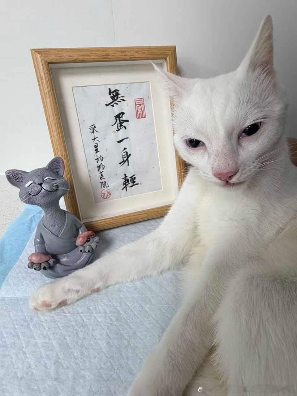 49731【丑猫】失蛋咪和熟睡咪