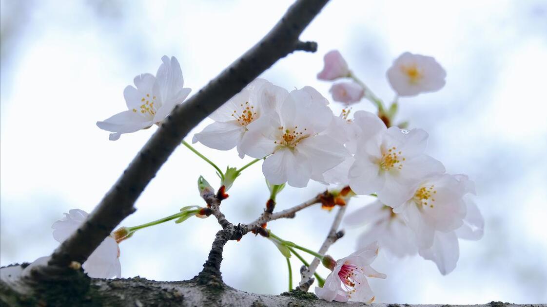 5月1日-5月5日诸事顺心,好运气加满的生肖,生活顺心喜乐