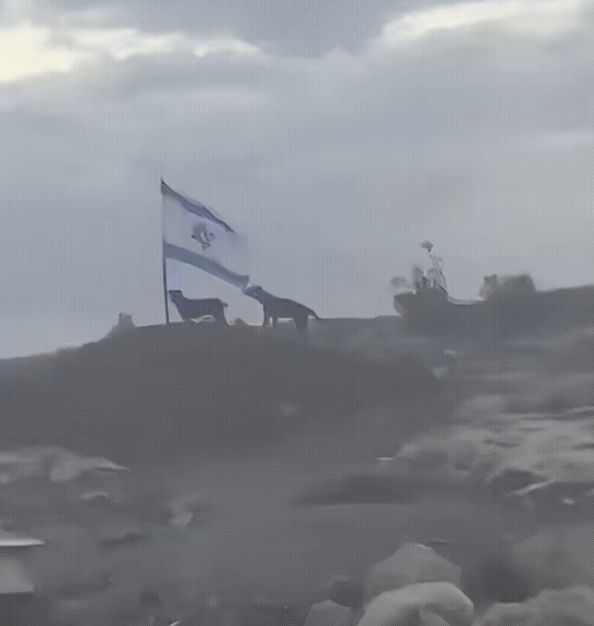 为什么那么恨以色列？一只狗试图用嘴扯掉位于伯利恒的阿尔马尼亚村的以色列国旗！