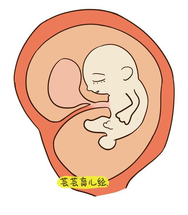 想让胎儿健康出生, 孕期五件事准父母要避开!