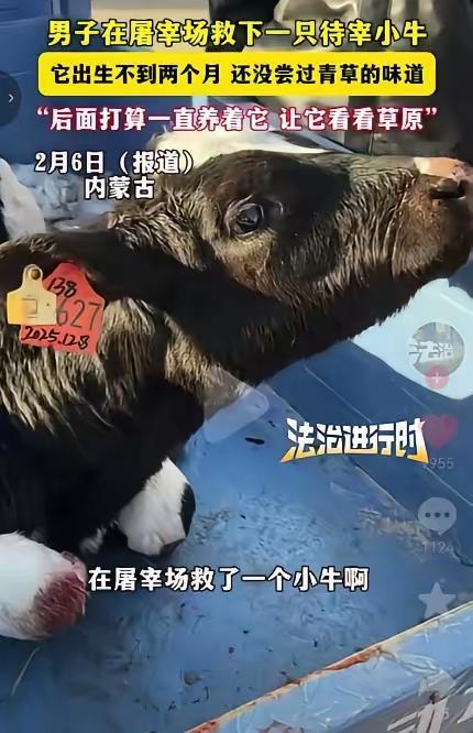 泪目！内蒙古一男子去屠宰场买牛肉，无意间瞥见角落里一头小牛浑身发抖，满眼都是恐惧