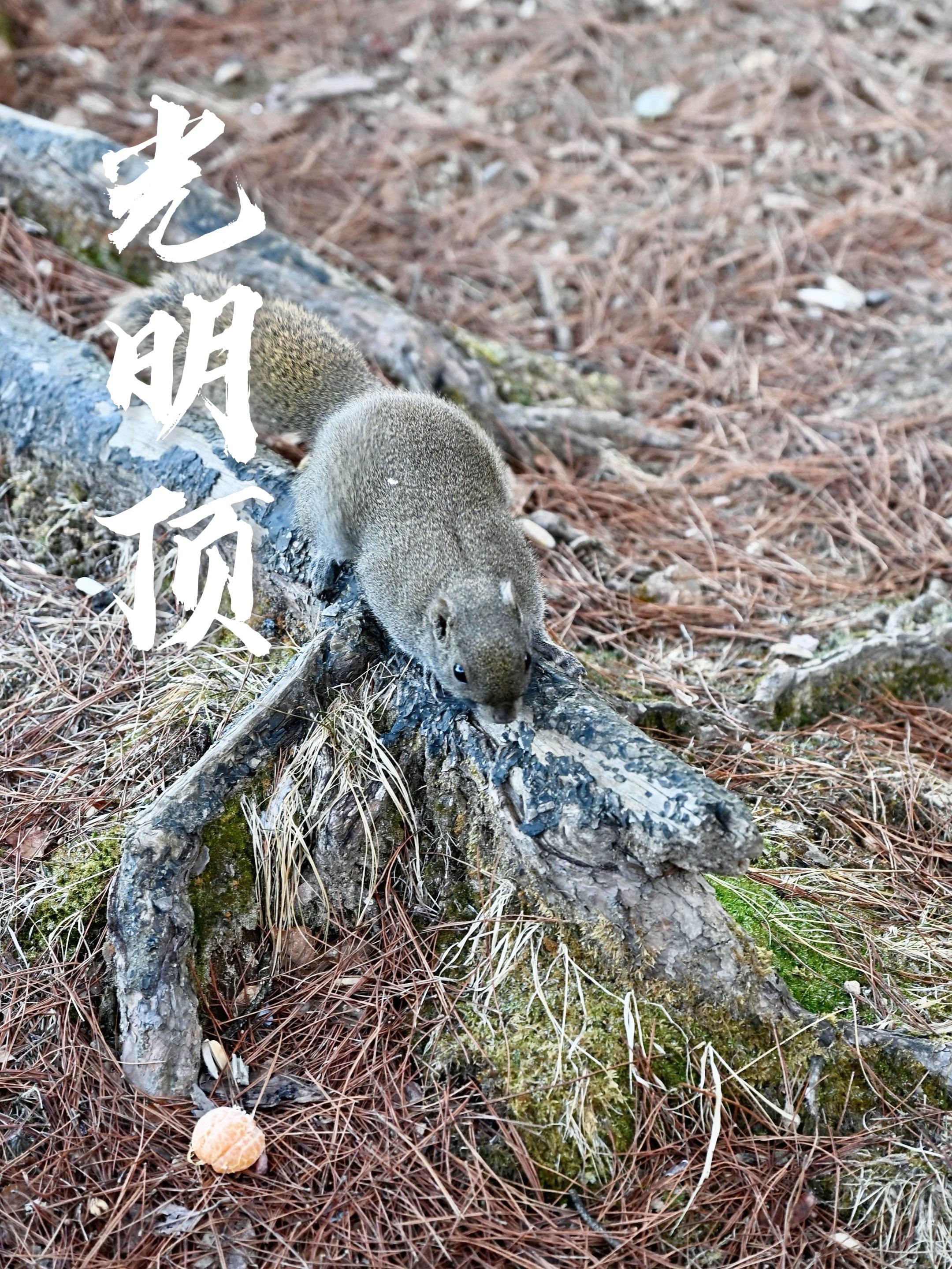黄山归来不看山，记录✍️旅行碎片