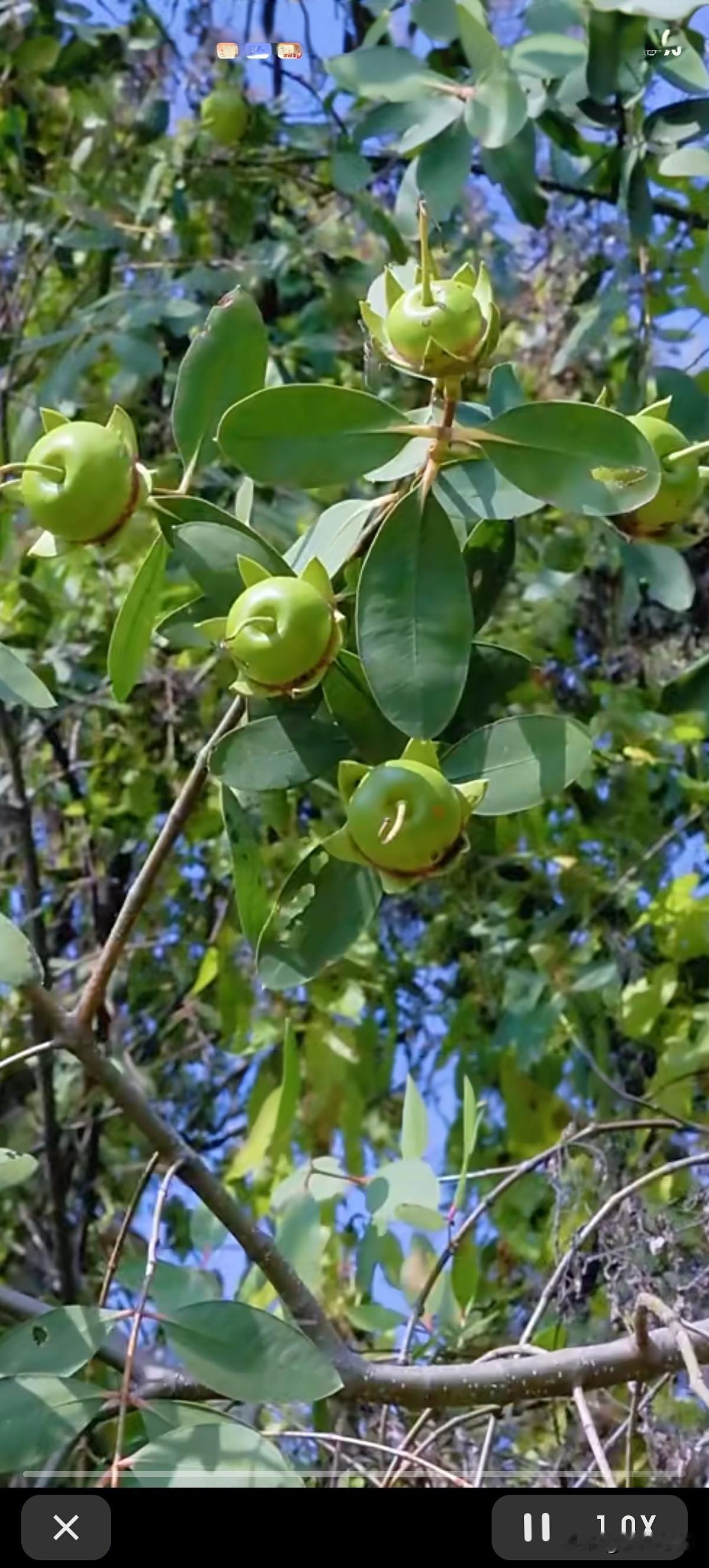 长这么大，头一回看见这种长在树上，果实上还带个小尾巴，形状倒有点像柿子，那柿子叶