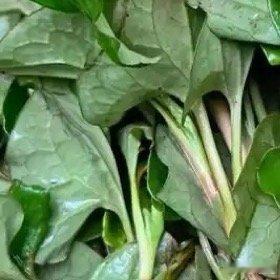 种植鱼腥草的方法：1.选地：一、选择湿润、肥沃的砂质土。二、深翻土