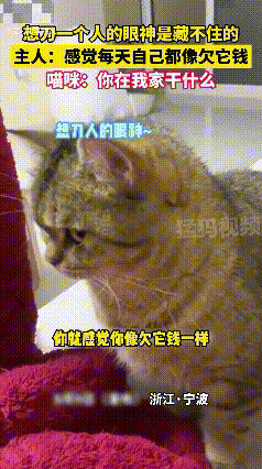 太可爱了！浙江宁波，一男子养的猫咪每天在他起床时，都用“想要刀一个人的眼神”