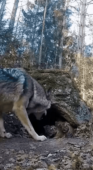 独狼根本不敢闯进老虎穴。老虎气味，能逼狼不敢呆在那片深林。