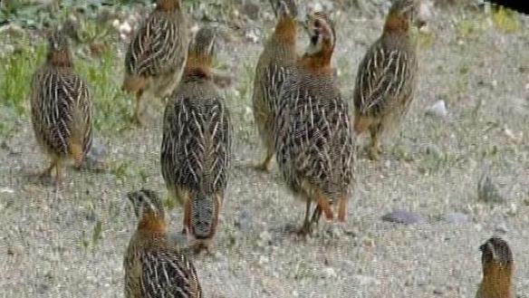 鹌鹑养殖技术视频(家庭鹌鹑的养殖方法)_土豆