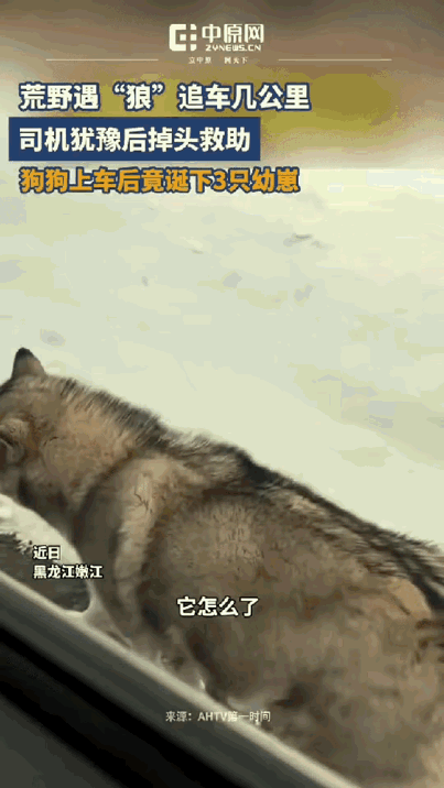 泪目了，黑龙江，女子开车偶遇一只流浪狗追车，追了好几公里都不肯停，女子心软掉头接