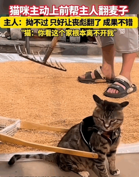 电视剧都没有的情节！”河南，一男子刚把自己麦子摊开，准备翻一下晾晒，结果猫咪就拉