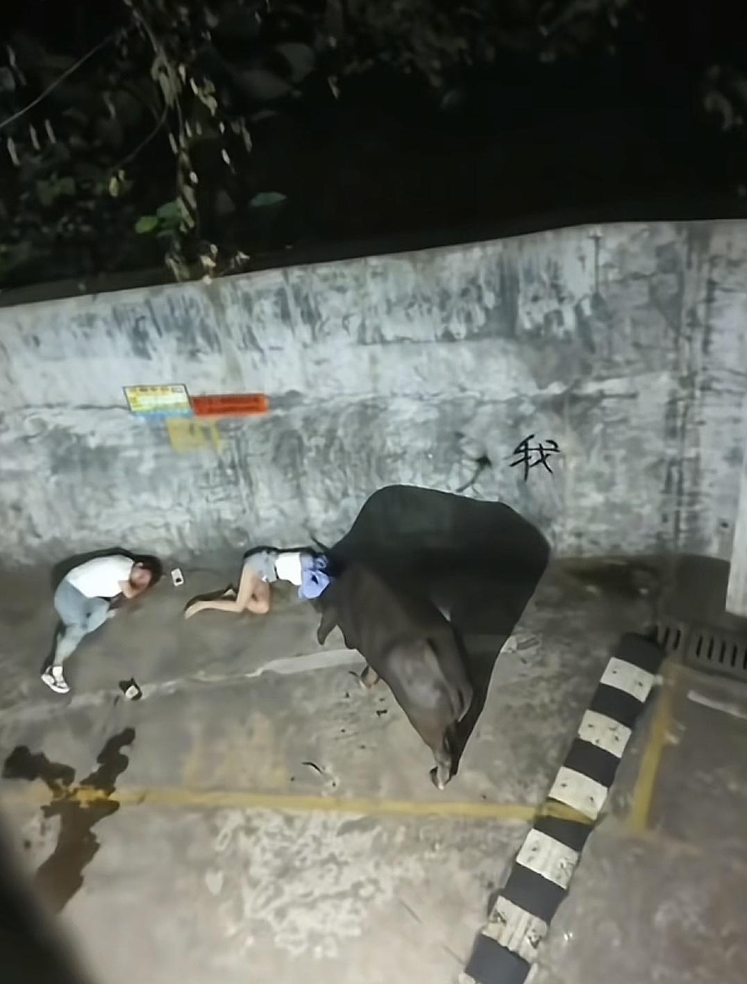 广西藤县，水牛发疯撞人现场！一对情侣，太幸运了，刚出小区就被顶了，赶紧卧倒装死，