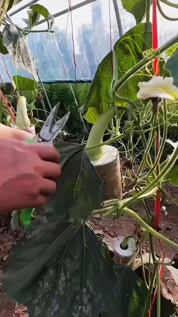 老铁们看看，我家后院的张大哥从小给他葫芦套了一个模具，现在长大了。·他把葫芦剪