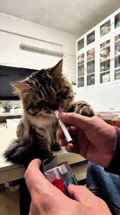 这只狸花猫真成精了，脑瓜子灵光得很！主人摆手扔垃圾，它立马叼走丢桶里；伸手要烟、