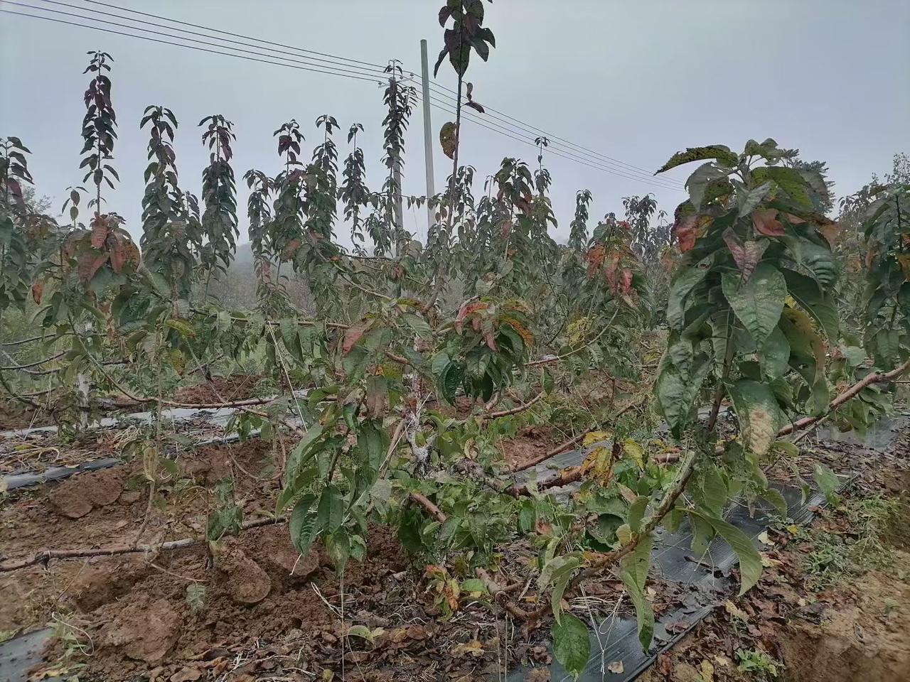 大樱桃在剪树前要做到:九看:一看品种；二看树龄；三看树势；四看密度