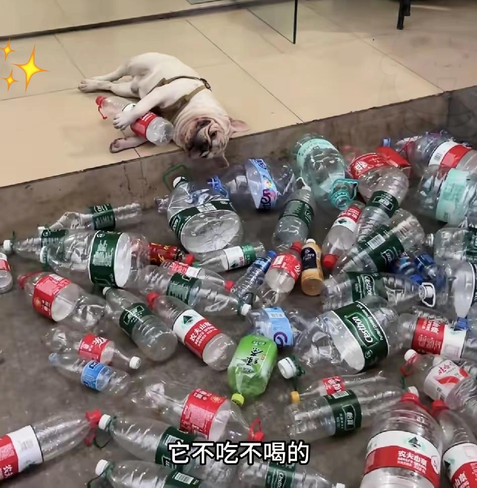 刷到一只捡瓶子的狗狗，真的被狠狠戳中了。主人拦都拦不住，不让它捡，它就不吃不喝，