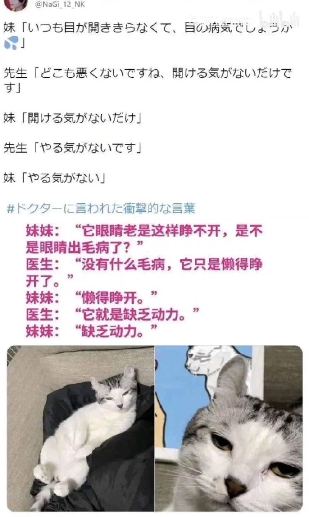 宠物们、饲养员们、还有医生都太可爱了！