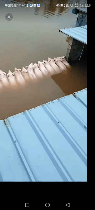广西洪灾，猪坚强系列。没想到自然灾害来临，猪这么齐心。猪智慧，猪团结，彻底打