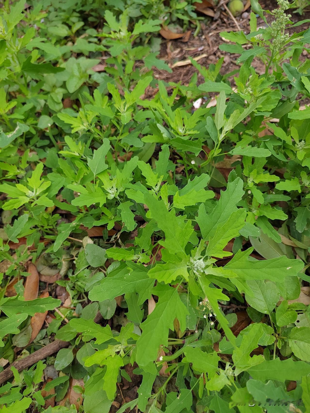 昨天我先哭后笑，心情狂玩了一把过山车！昨天家里的鸡蛋吃完了，我到楼下的超市去买