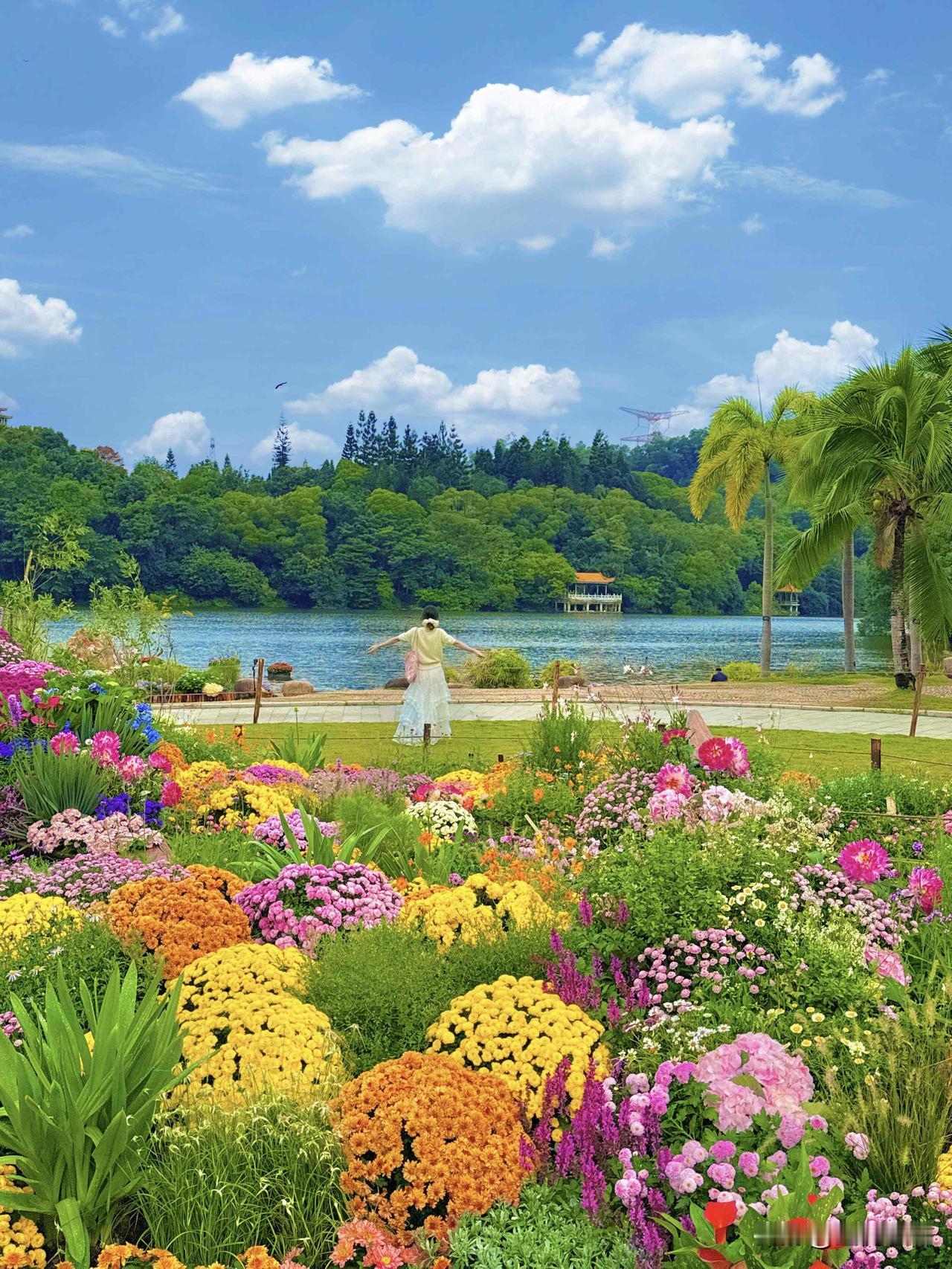 深圳仙湖藏了个莫奈花园！美到走不动道谁懂啊！在深圳仙湖植物园挖到宝藏赏花地，