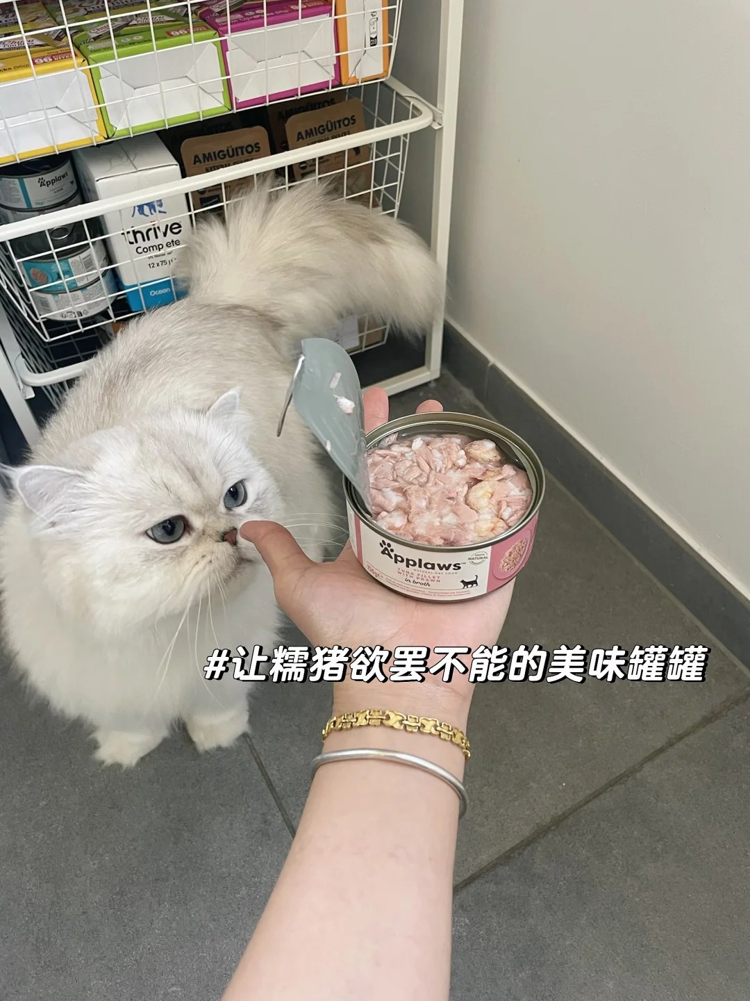 比利时🇧🇪宠物赛道创业｜duang大一个美味罐