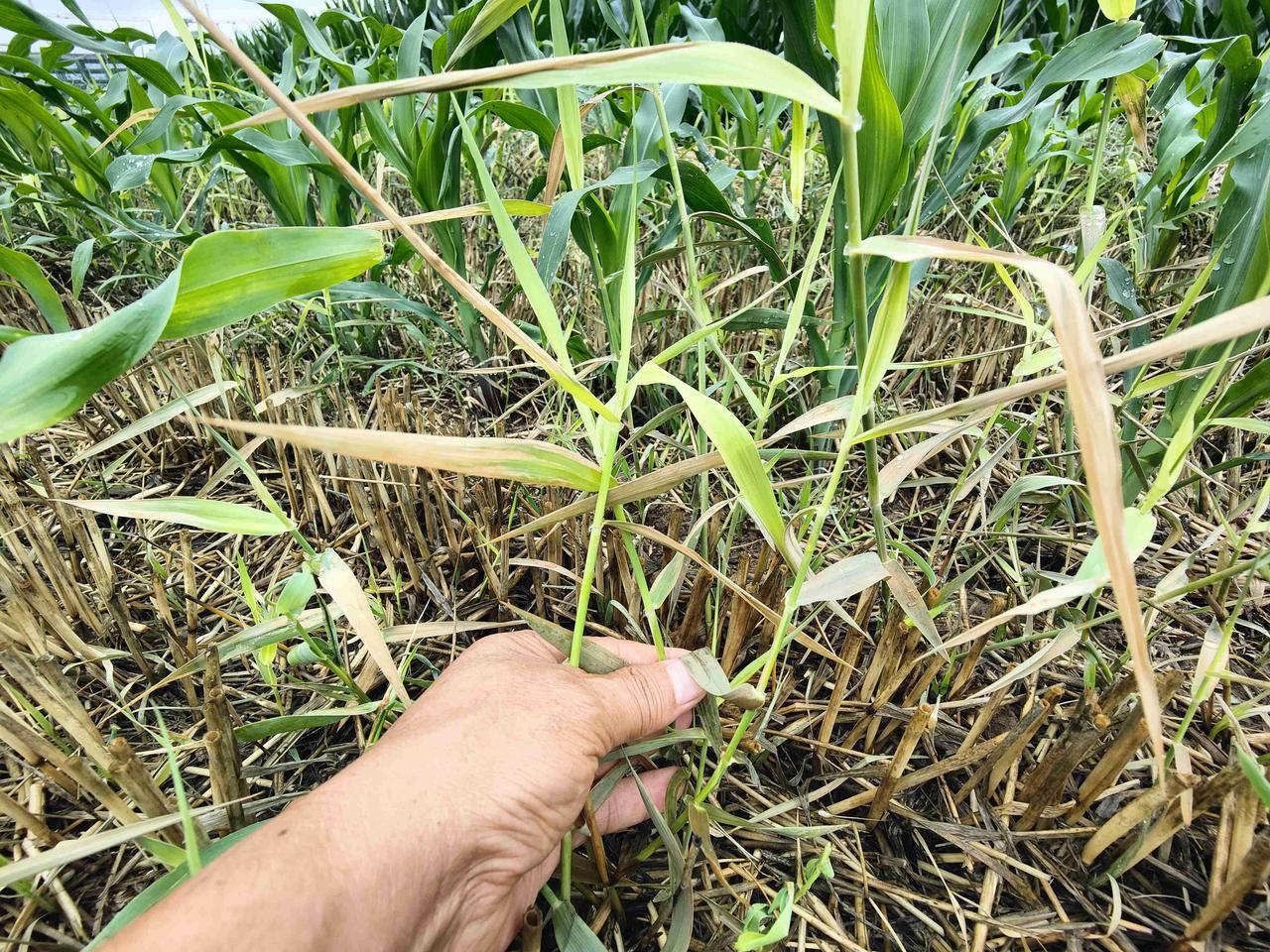 芦苇草是一种多年生杂草，以地下茎无性繁殖为主，适应性强，繁殖速度快，如果不能连根