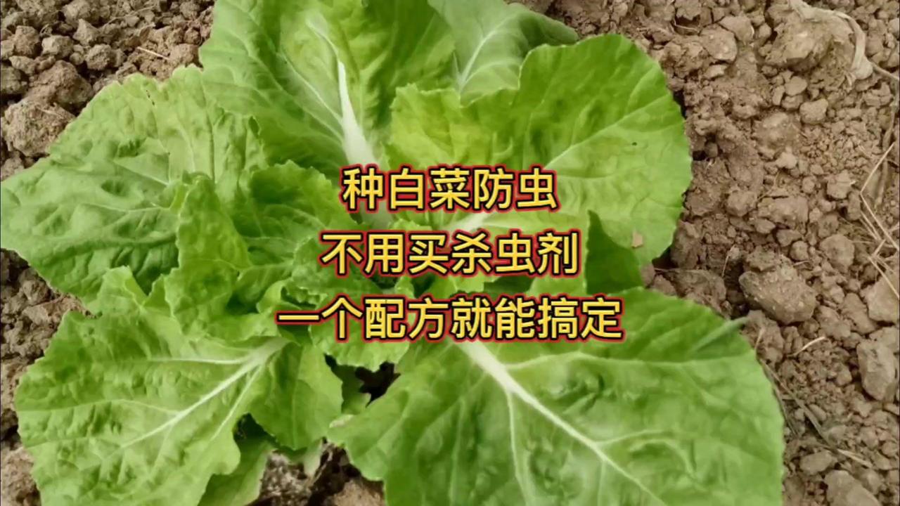 真不是吹牛，种白菜根本不用买杀虫剂！你看这些白菜叶上一个虫眼都没有，秘诀就是下面
