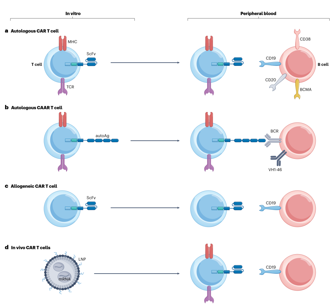 CAR-T细胞疗法在自身免疫性疾病中的应用