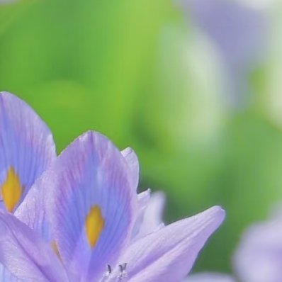 水葫芦怎么种植1、种子种植水葫芦可以用种子来种植，需要使用颗粒饱满并且有光泽的种