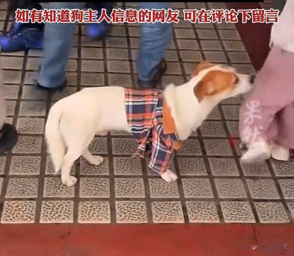 广东，在清远高速公路服务区，有一只小狗狗焦急的坐在洗手间外面，往卫生间里面不断张