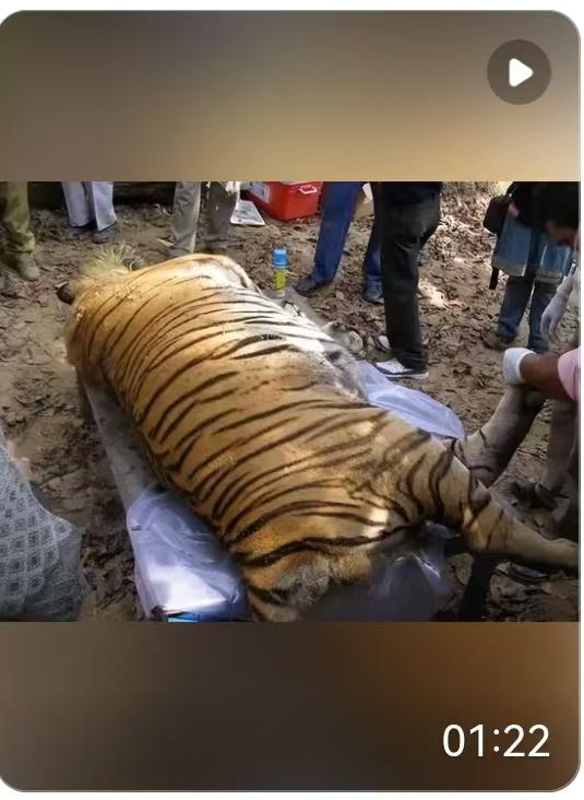 72只孟加拉虎相继死亡，这个数字听起来简直让人头皮发麻。这可不是电影里的桥段，而