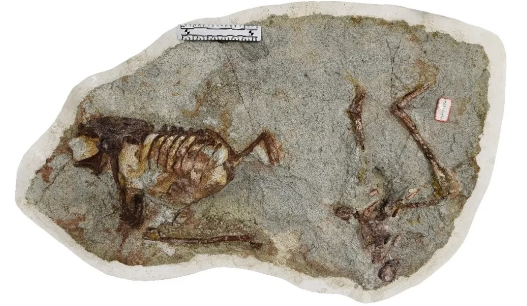 每天一条冷知识科学家在百年鸳鸯龙体内发现了特殊的“胃石”，百余枚石英岩小石子总