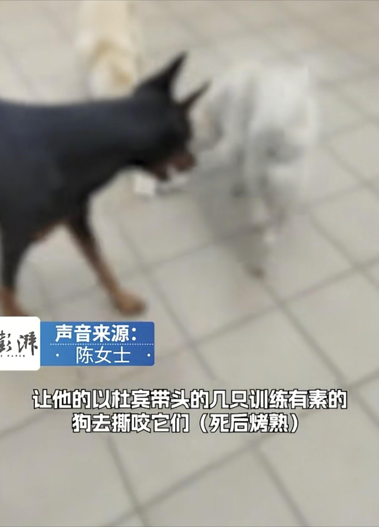 “不配为人！”5月14日澎湃直播报道，东莞，女子忍痛送养爱犬，不料几天后就被“完