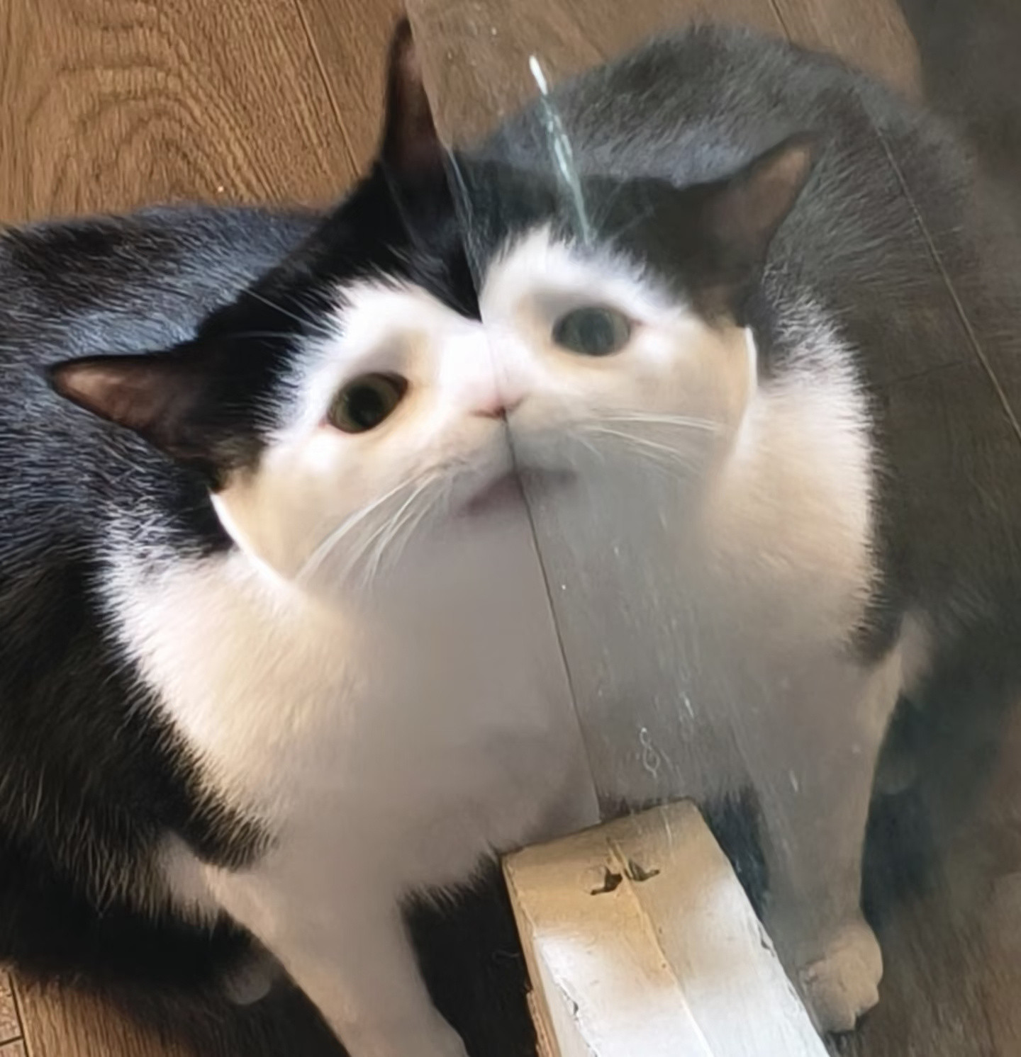 【奶牛猫】v你50，把照片删了行吗