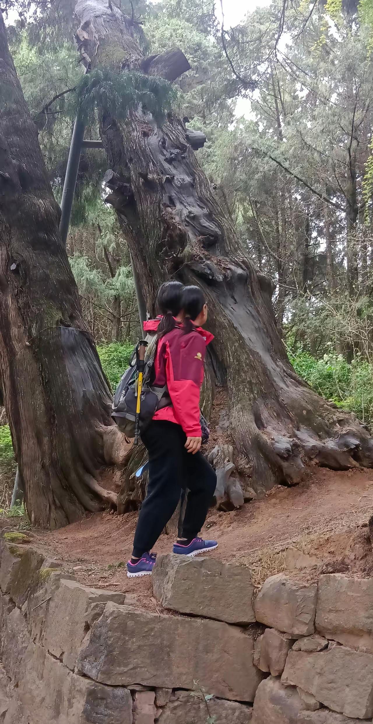 当你看见这根古树，欢天喜地拍照，最后发现这树竟然化身成了数条巨龙…你是惊喜，还