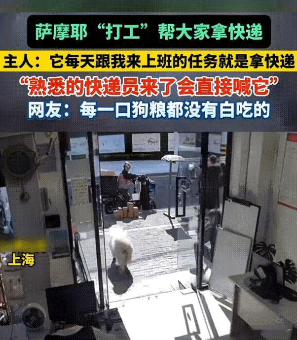 办公室的“快递小能手”万物皆有灵！上海，女子每天带着狗狗去上班，也许潜意识里它