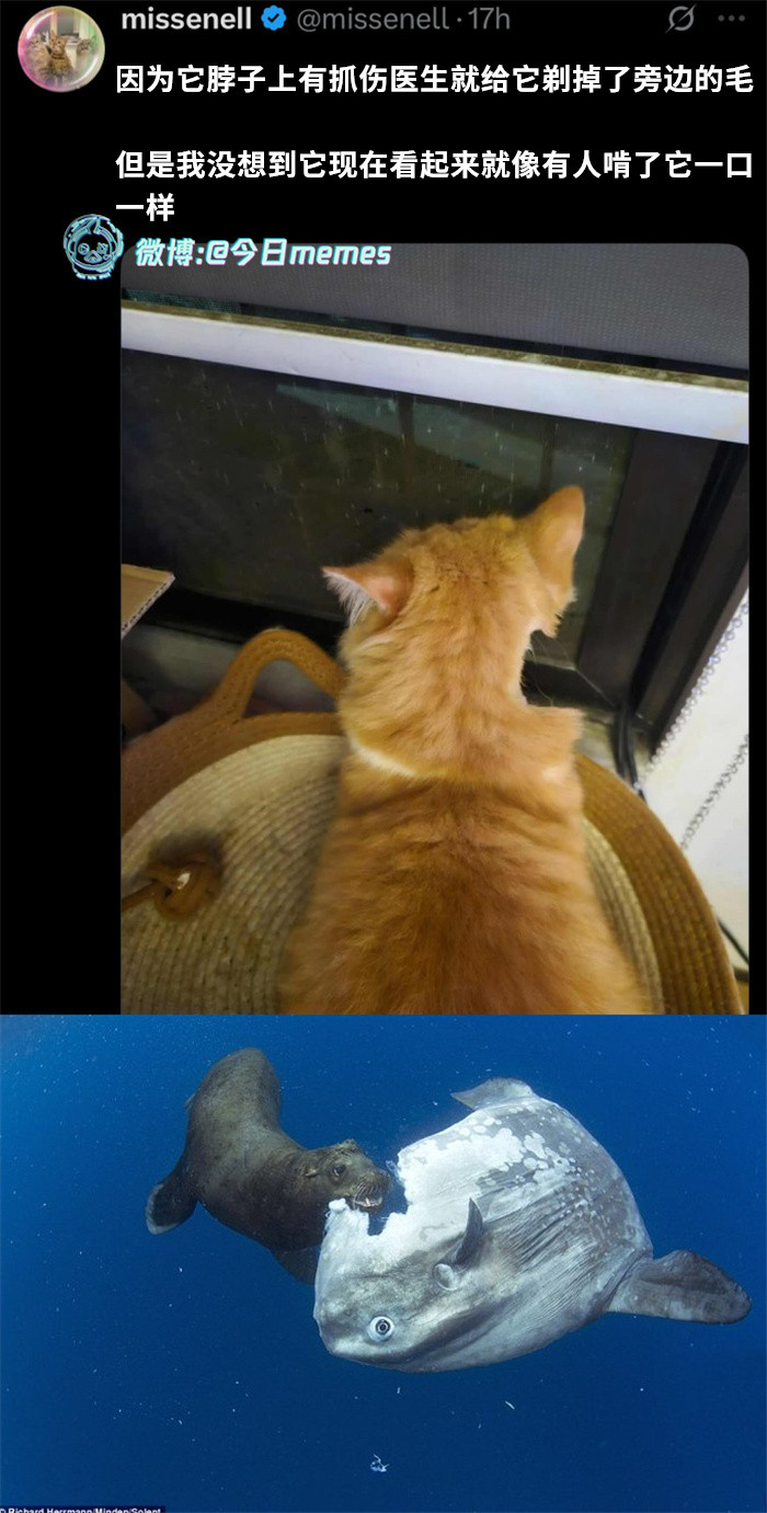 白胡子（9gag）今日meme今日memes