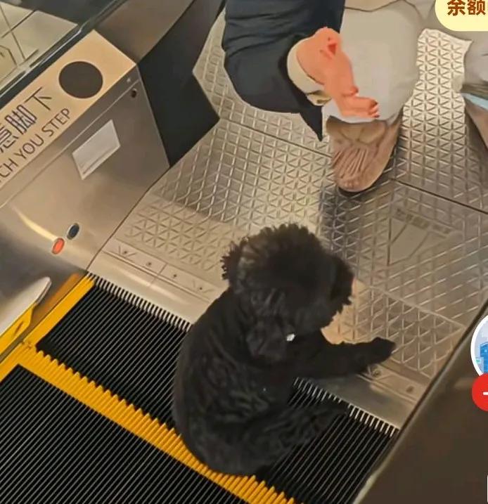女子未牵绳抱狗狗坐电梯，小狗狗突然跳下来脚卡在了电梯上，女子想办法解救，却被