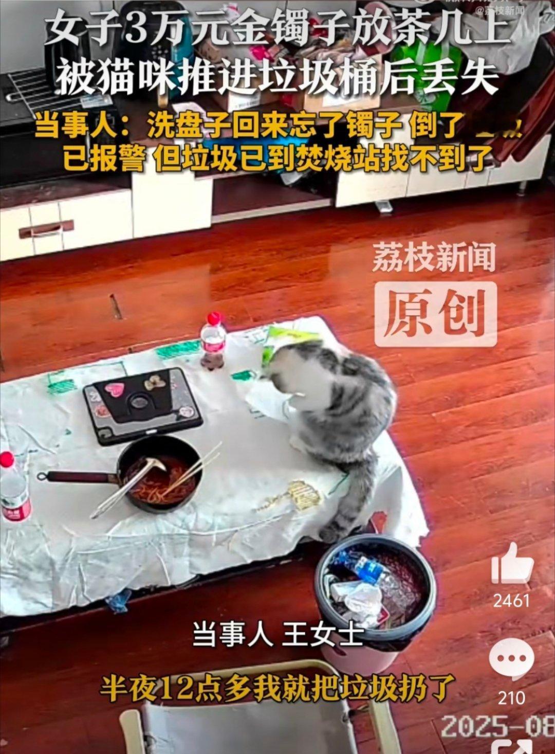 3万金镯子被猫推进垃圾桶后扔了一个小猫咪能有什么坏心眼呢​​​