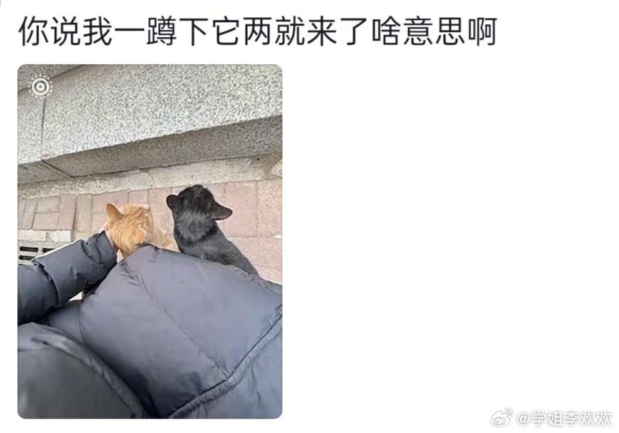 咪：谁理你啊🤗前：啊啊啊小茂密！后：亖猫我也没有很想摸你，还有你真的很装