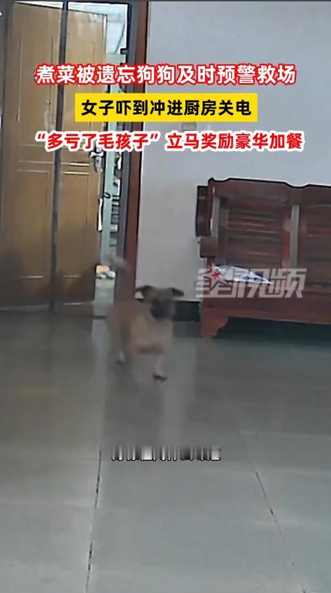 “太有灵性了！”11月14日，安徽，一女子吃饭时，完全忘记锅上还煮着东西，狗狗闻