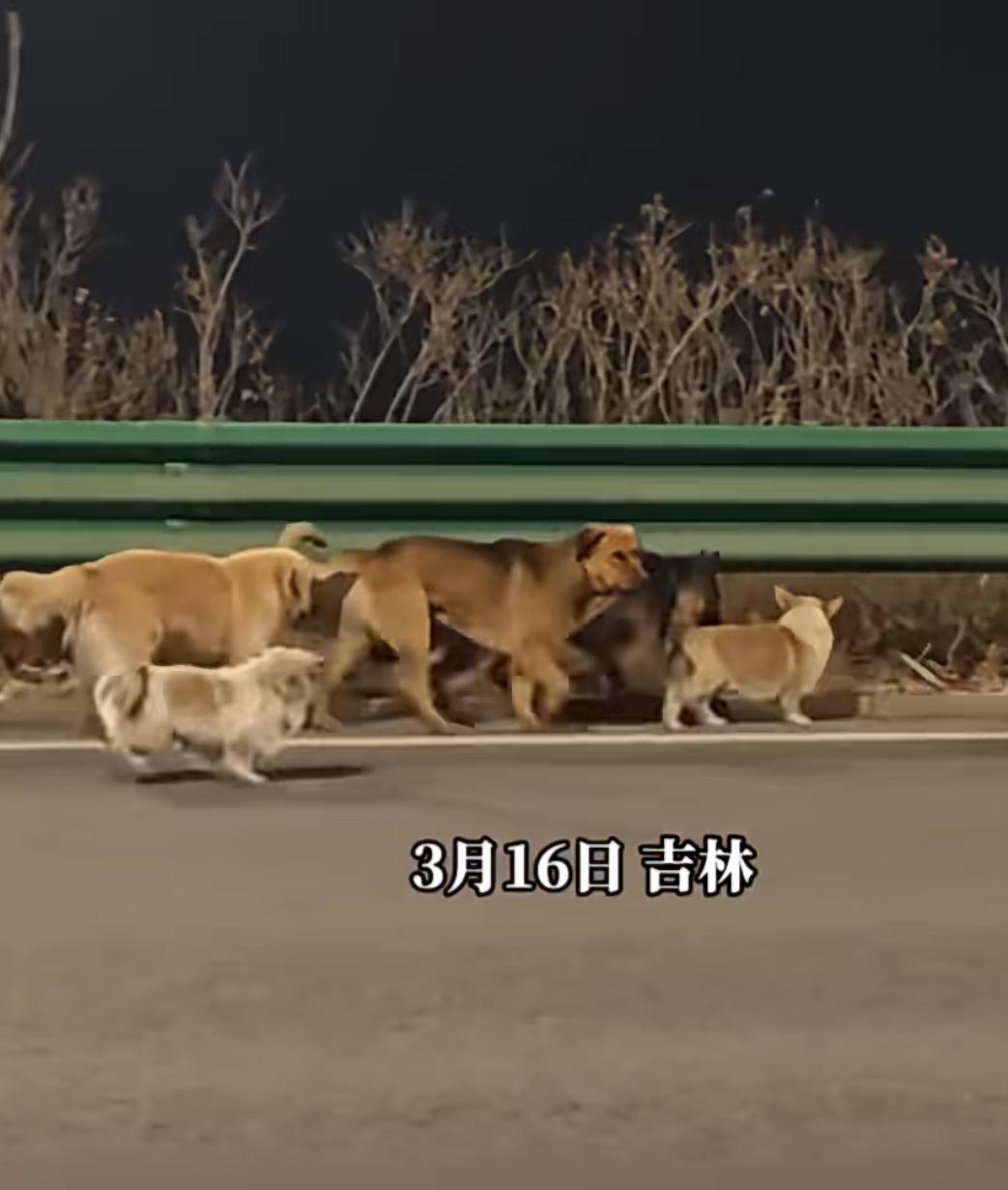 “无家可归的它们被迫聚在一起，漫无目的的走着，不知道该去哪里，没有吃也没有喝，只