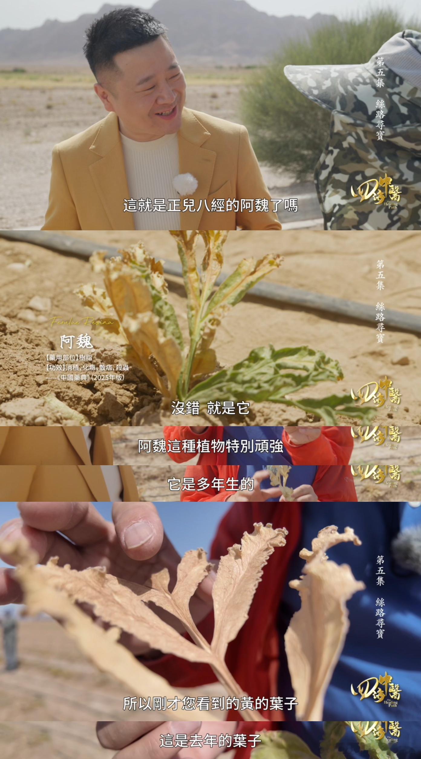 我们中药界这些“臭宝贝”们，似乎都在诉说一个道理：外表（气味）与内在（药效）可以