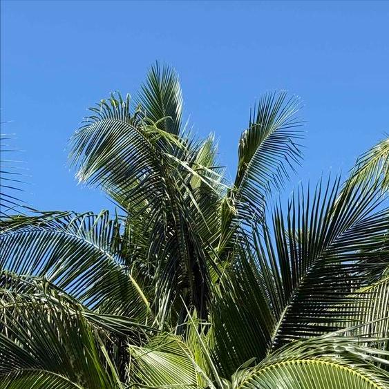 荷兰经济大臣卡雷曼斯在海牙这样说 11月19日，卡雷曼斯在海牙这样说： 