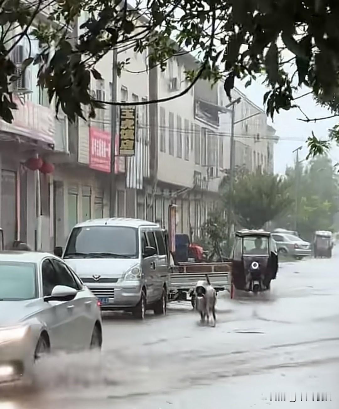 妈妈让大黄给爸爸送饭。赶上极端天气，妈妈给它套上雨衣。它没走多远，大雨倾盆而下。