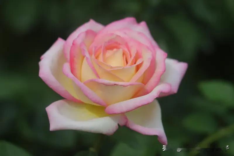 今天必须给大家分享我拍到的绝美月季花照片！我去的是深圳香蜜公园，那里的浪漫氛围