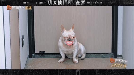 特效一加，小狗都变得猥琐了🌚让我们为小斗发声！芒果后期开始对宠物动手了多加，爱