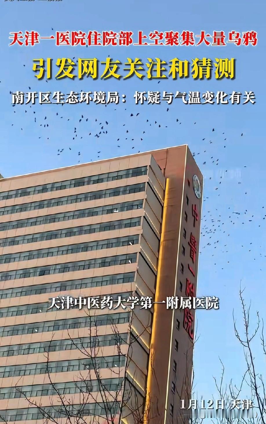 天津医院上空乌鸦遮天！有人说“不祥之兆”！就在1月12日，天津中医药大学第一