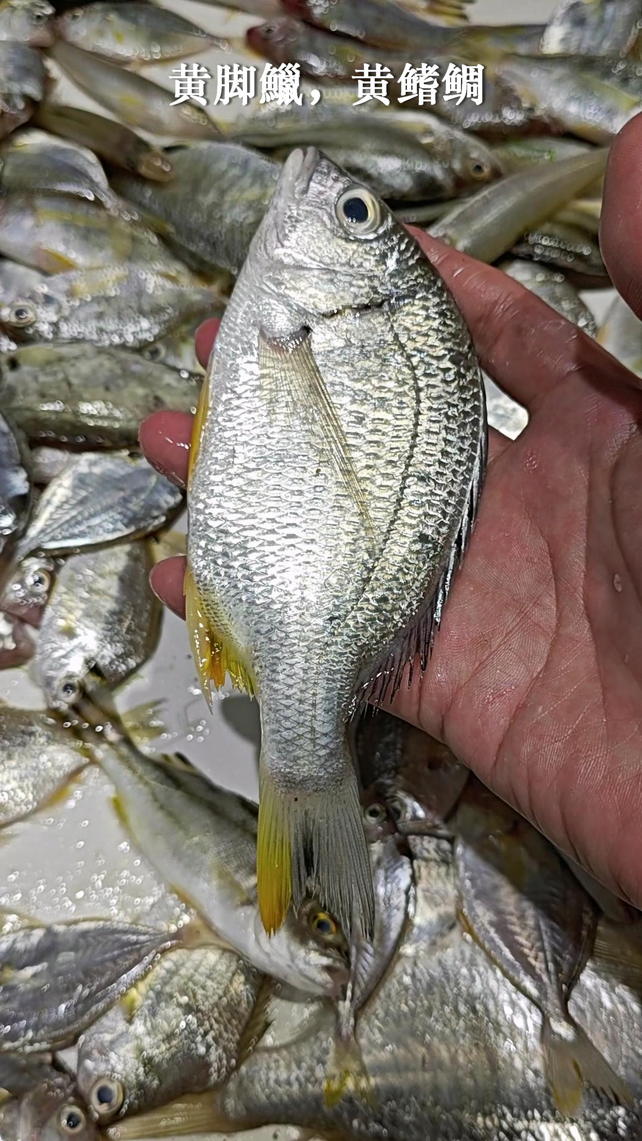 20一斤的海杂鱼，有十几种，你选哪个？海杂鱼一般滚杂鱼汤，但也可挑出来单独烹调